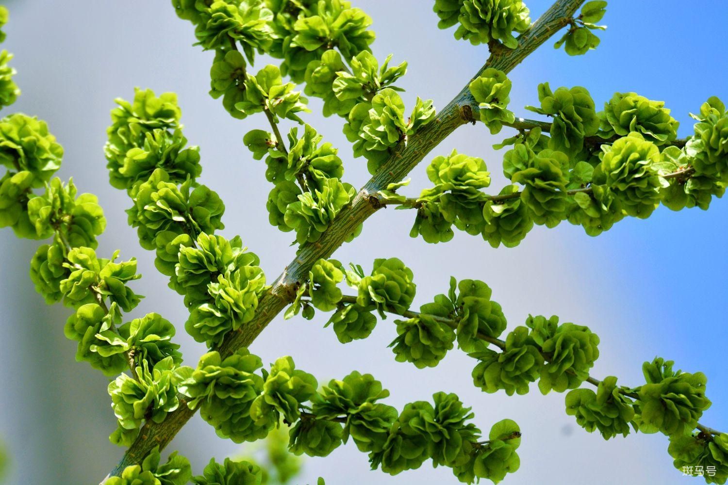 北方开春十大野菜图片（盘点农村常见的十大野菜高清）(图7)