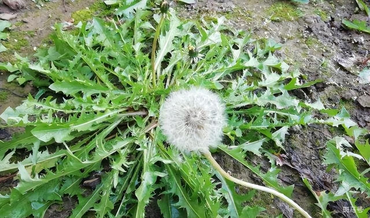 北方开春十大野菜图片（盘点农村常见的十大野菜高清）(图13)