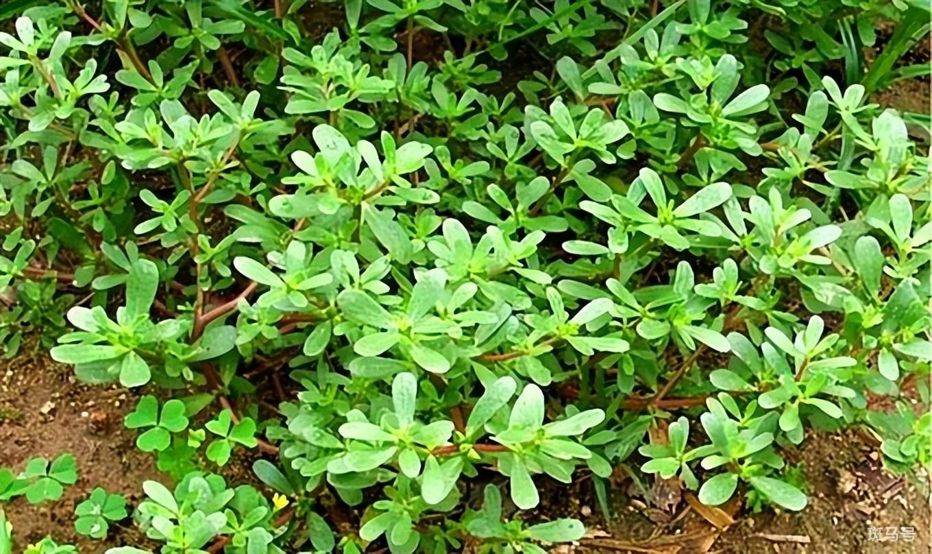 北方开春十大野菜图片（盘点农村常见的十大野菜高清）(图18)