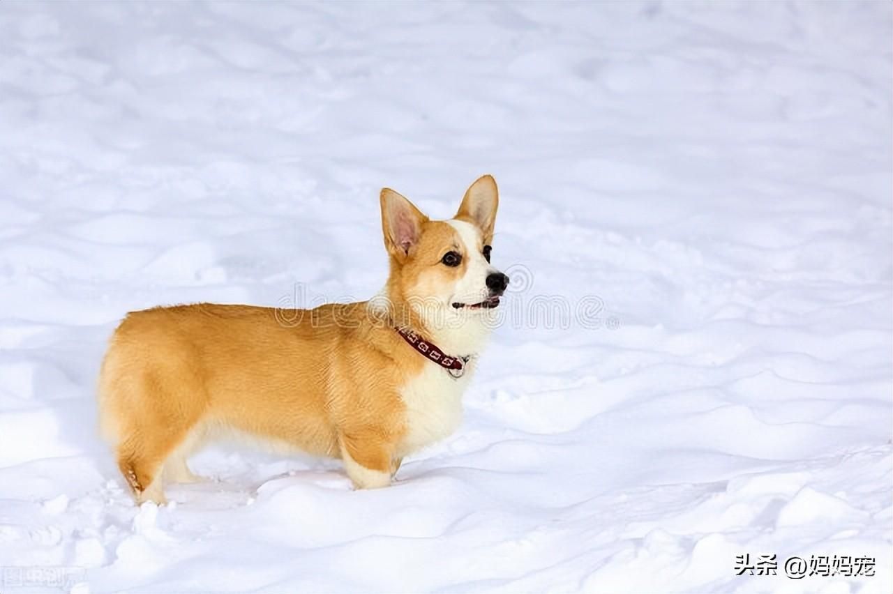 柯基犬价格大概多少钱一只（2022柯基犬价格行情最新）(图2)