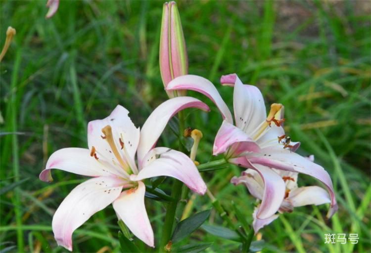 百合花语是什么（百合花的寓意和象征）(图4)