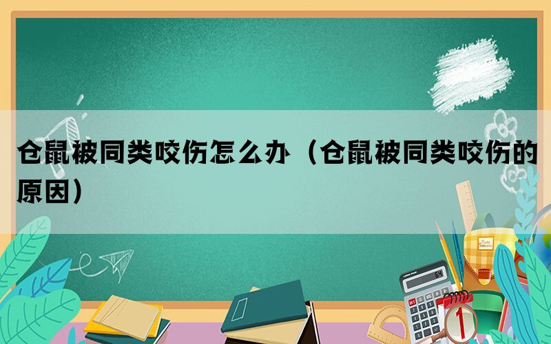 仓鼠被同类咬伤怎么办（仓鼠被同类咬伤的原因）(图1)