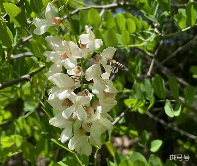 花蜜和蜂蜜的区别（花蜜和蜂蜜有什么区别）