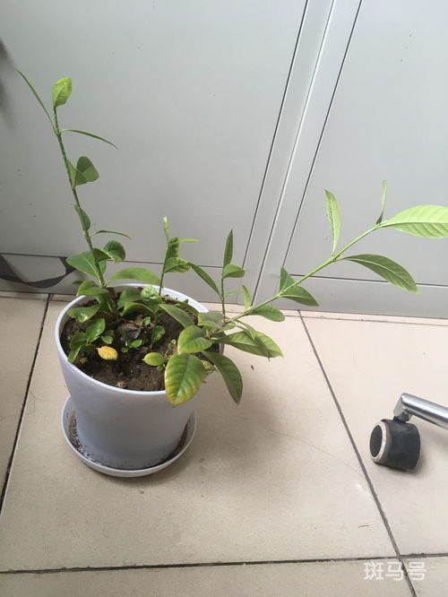 栀子花怎么修剪什么时候修剪(栀子花怎么修剪什么时候修剪教程)