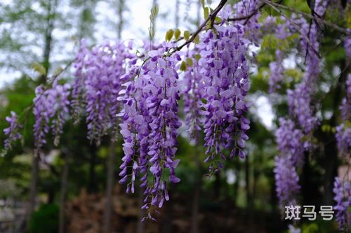 紫藤一年开几次花(紫藤一年开几次花的品种叫什么)